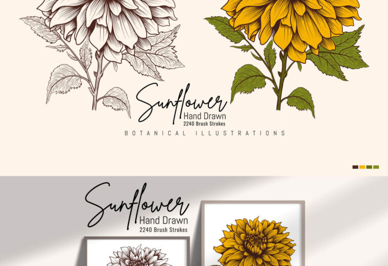 Hand Drawn Vintage Sunflower Highly Detailed Vector Drawing.