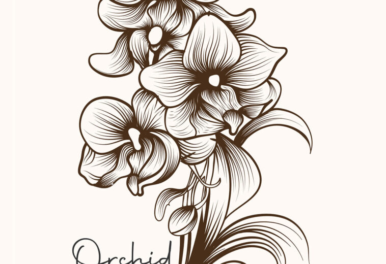 Hand Drawn Orchid Flower Highly Detailed Vector Drawing