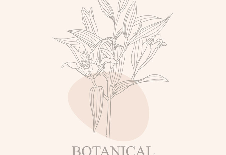 Hand Drawn Aesthetic Botanical Natural Illustration in Modern Design