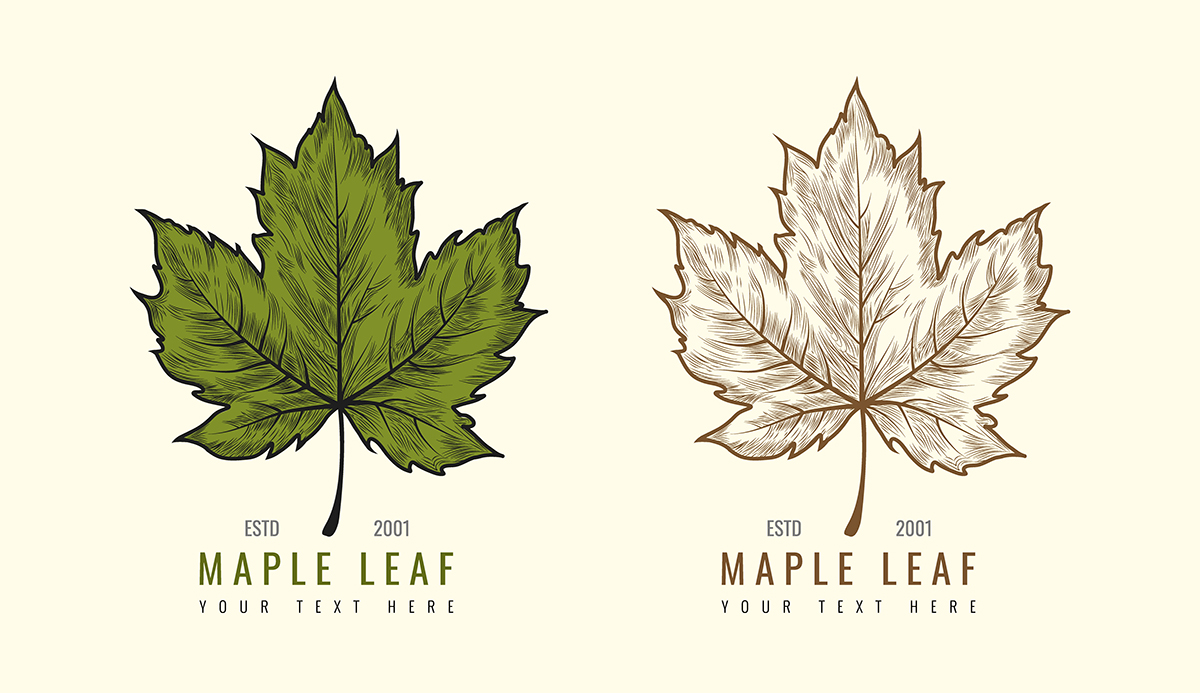 Hand Drawn Vintage Maple Leaf Logo Illustration Vintage Color Engraved