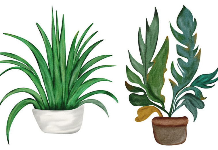 Hand Drawn Watercolor Houseplant, Indoor Plants Watercolor Botanical
