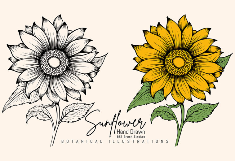 Hand Drawn Vintage Sunflower Highly Detailed Vector Drawing