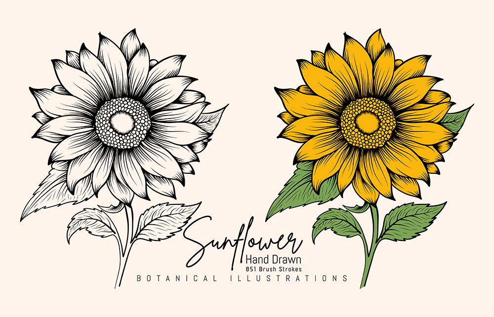Hand Drawn Vintage Sunflower Highly Detailed Vector Drawing